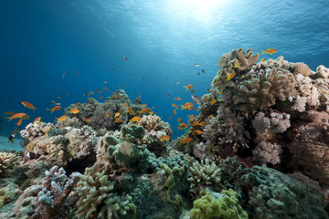 ocean, coral and fish