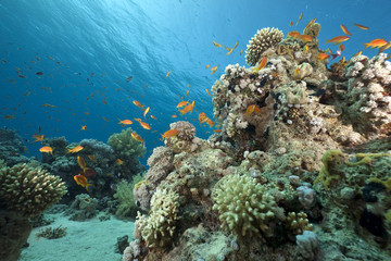 ocean, coral and fish