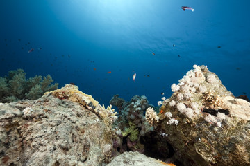 coral on oil barrels