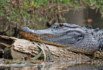 American Alligator
