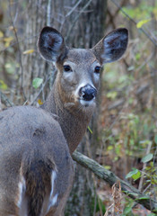 White-tail Deer