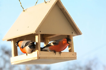 Two bullfinches in feed.