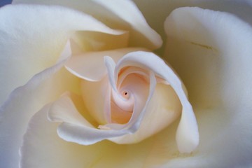 ivory rose