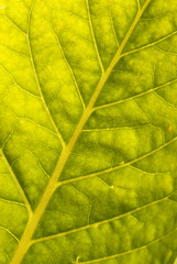 Fototapeta na wymiar Tabakpflanze