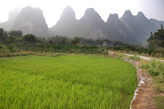 Fototapeta Rice and Karst