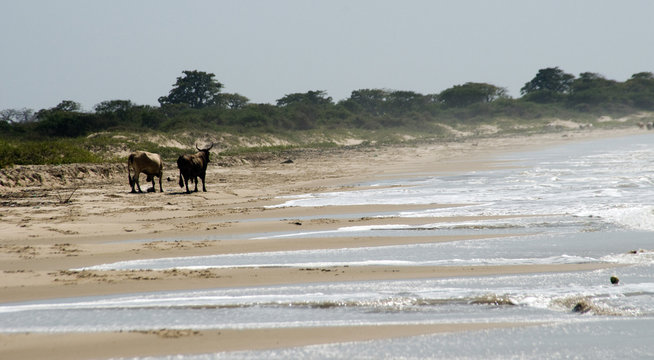 Jinack Island
