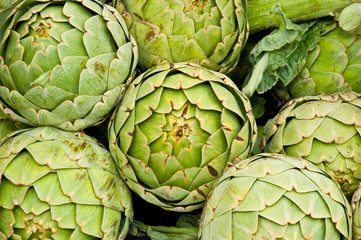 Obraz premium growing artichokes