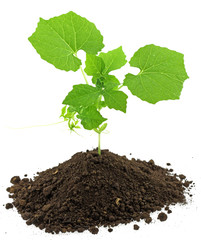 jeune plante terreau fond blanc