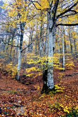 Navarra