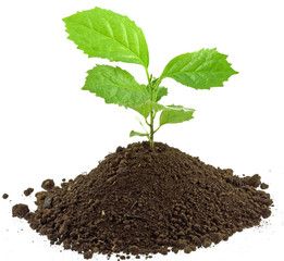 naissance jeune arbre fond blanc