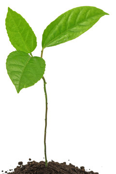 jeune plant "fruit de la passion" fond blanc