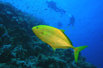 Orangespotted Trevally with Scuba Divers in background