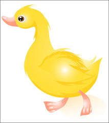 cartoon duck