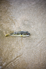 fugu puffer fish trapped in intertidal zone