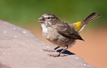 White-throated Canary