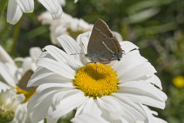 butterfly on a flower