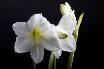 Fototapeta premium amaryllis