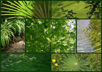 Vert, plantes et eau