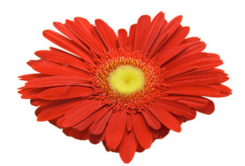 flower heart
