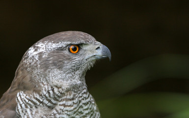 The portrait of Northern Goshawk