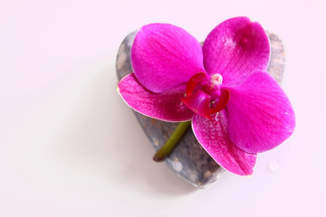 orchidee,herz