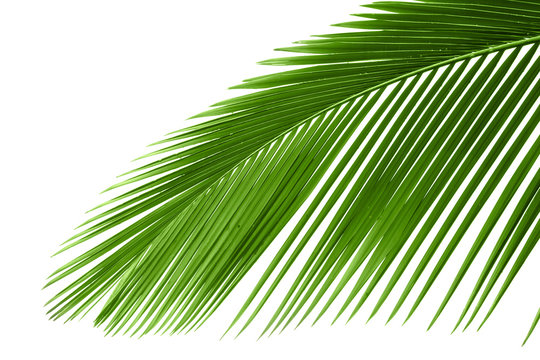Leaves of palm tree