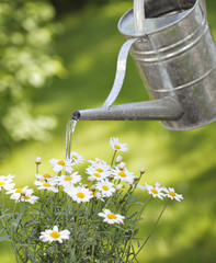 Watering © Stocksnapper