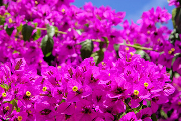 Fototapeta premium Bougainvillea 18