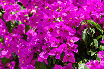 Bougainvillea 14