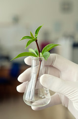 Hand in glove holding a test tube with plant