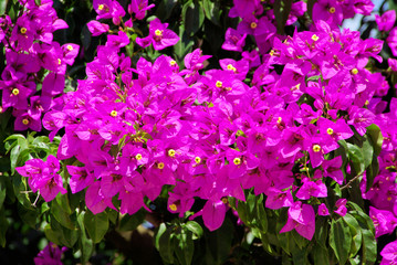 Fototapeta premium Bougainvillea 09