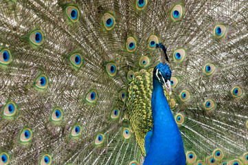 Obraz premium Pfau