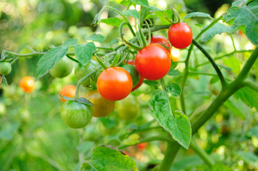 Cherry tomatoes growing on the vine. - obrazy, fototapety, plakaty