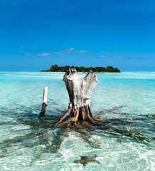 Stump and sea star under water