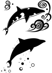 Two dolphins