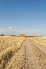 Fototapeta na wymiar straws of hay, grain crop field