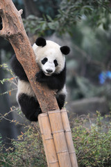 panda climbing tree