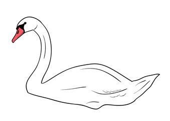 swan