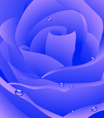 Blue beautiful rose background