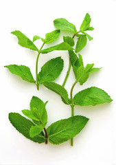 Obraz premium Feuilles de menthes