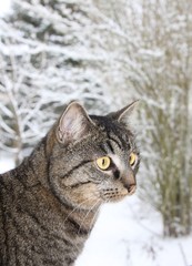 Chat en hiver