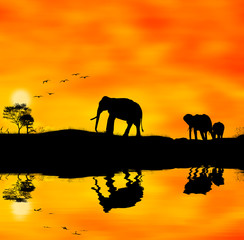 Fototapeta na wymiar Elefanti afryka