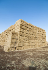 straws of hay, grain crop field