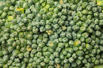 macro shot of broccoli