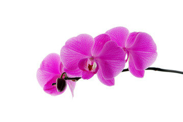Naklejka na ściany i meble Blooming violet orchids flower isolated on white background