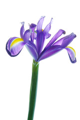 Beautiful Iris flower  isolated on white background