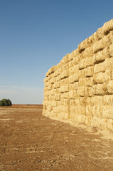 straws of hay, grain crop field