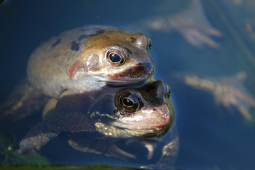 Frogs during breeding season