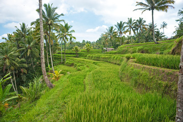 Fototapeta na wymiar Amazing Rice Terrace field, Ubud, Bali, Indonesia.