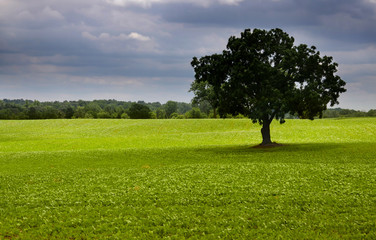 Fototapeta na wymiar Single tree in the middle of farm lands